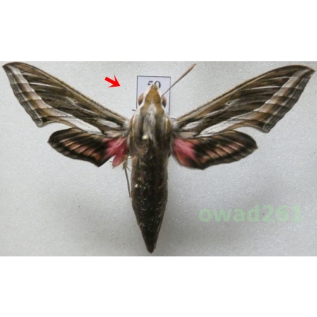 Hippotion celerio (Linnaeus, 1758) Italy59